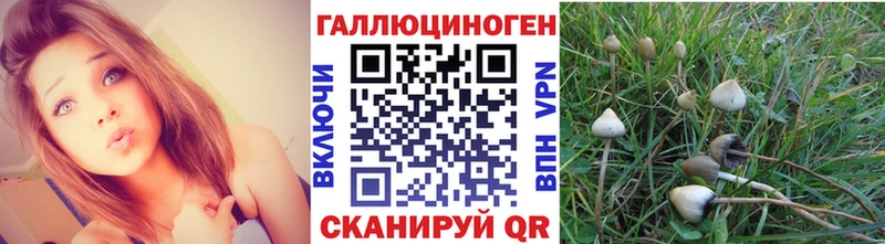 Псилоцибиновые грибы Psilocybe  Михайловка 